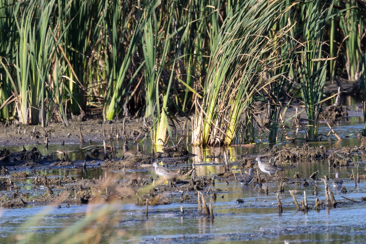 Lesser Yellowlegs - ML646922092