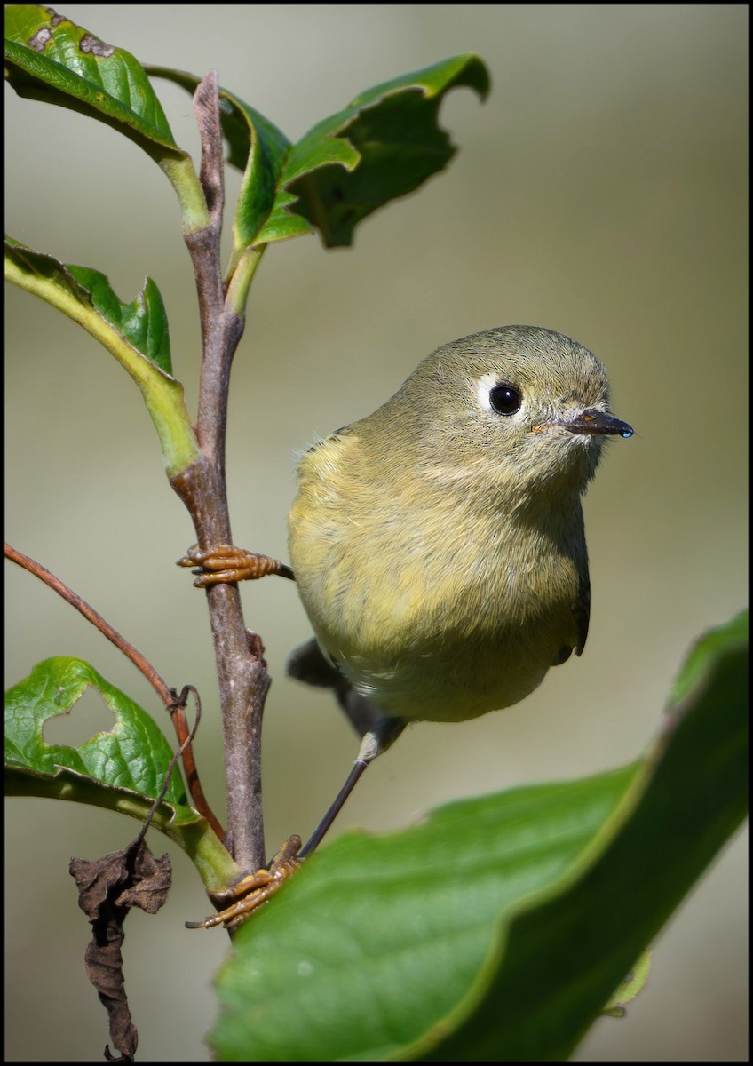 Золотомушка рубіновочуба - ML646922102