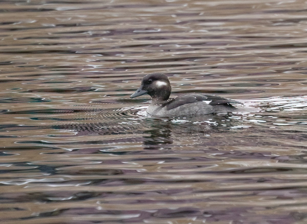 Murgilari buruzuria - ML646922105