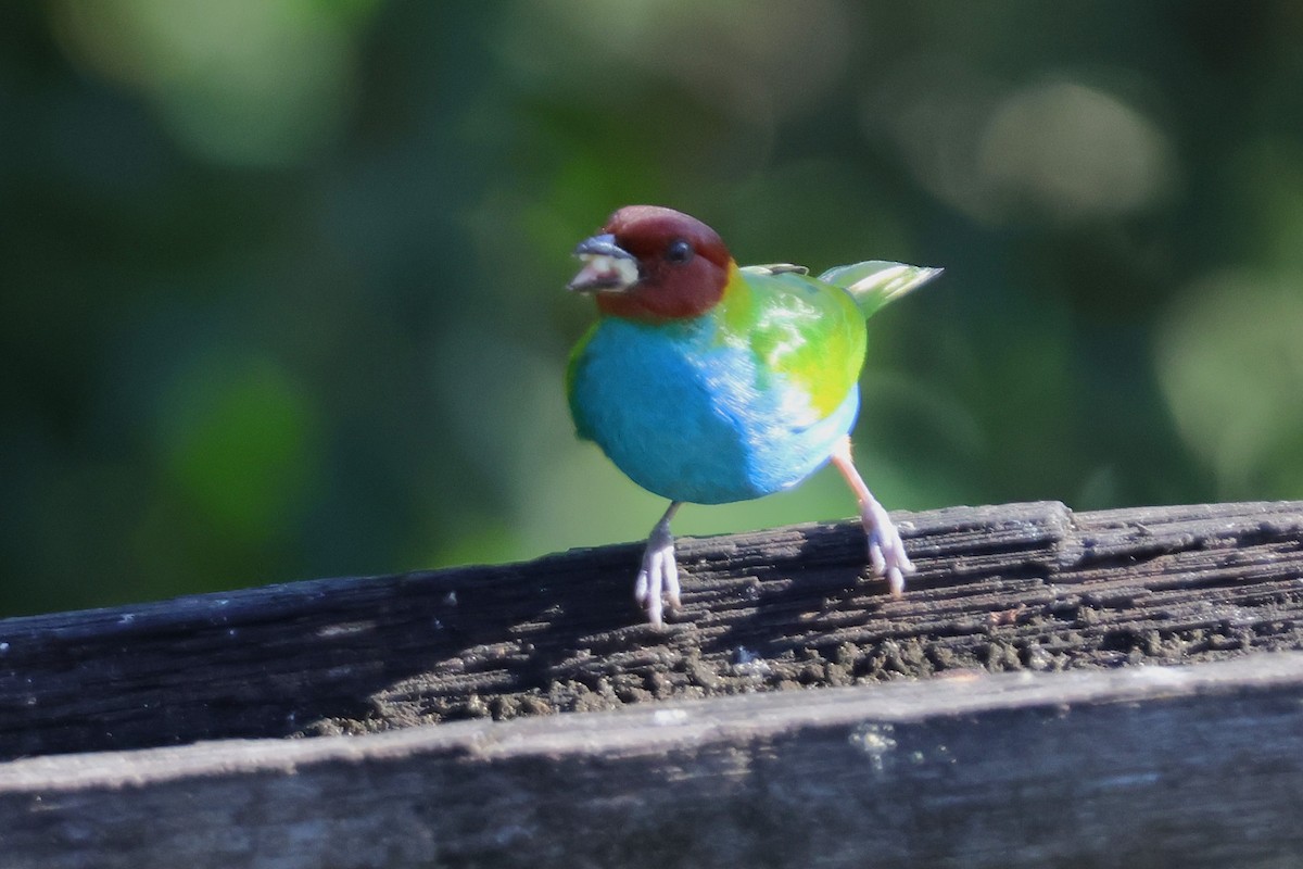 チャガシラフウキンチョウ - ML646922106