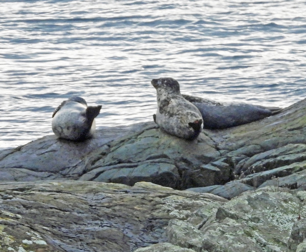 Harbor Seal - ML646922112