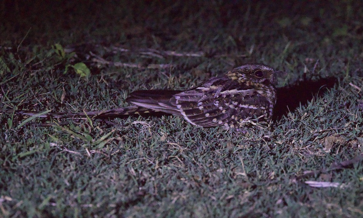 Engoulevent à queue en ciseaux - ML646922113