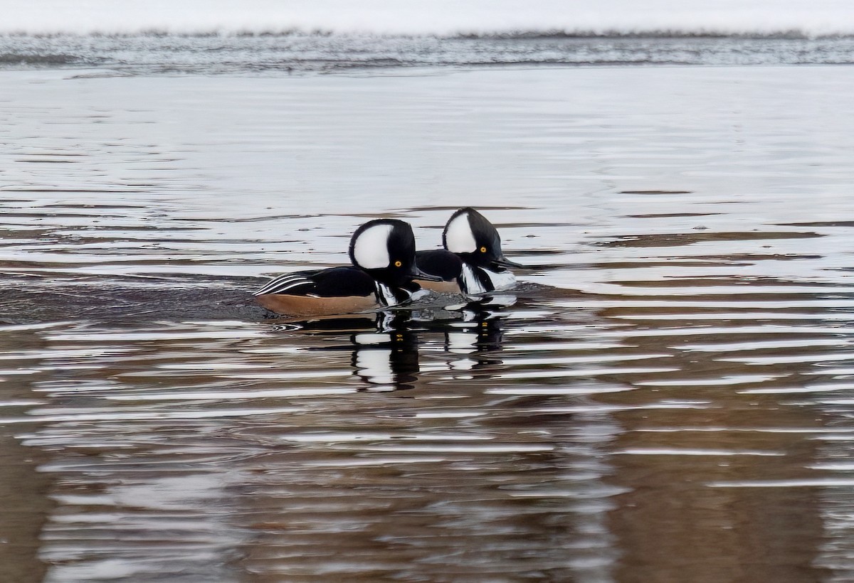 Zerra buruhandia - ML646922114