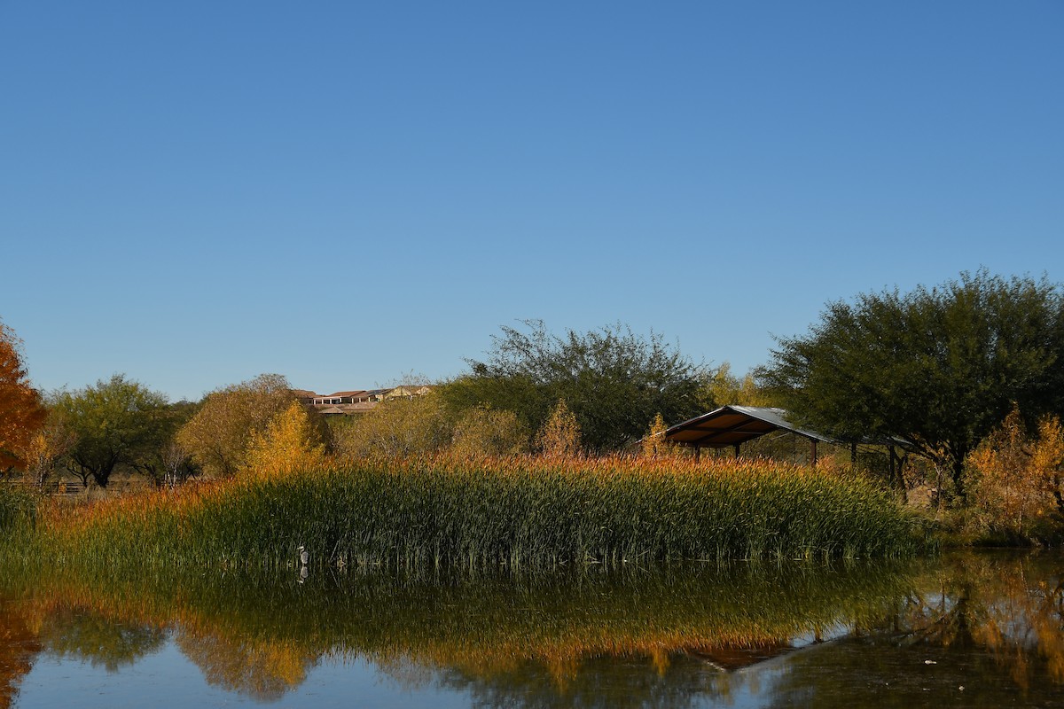 Vermilion Flycatcher - ML646922115