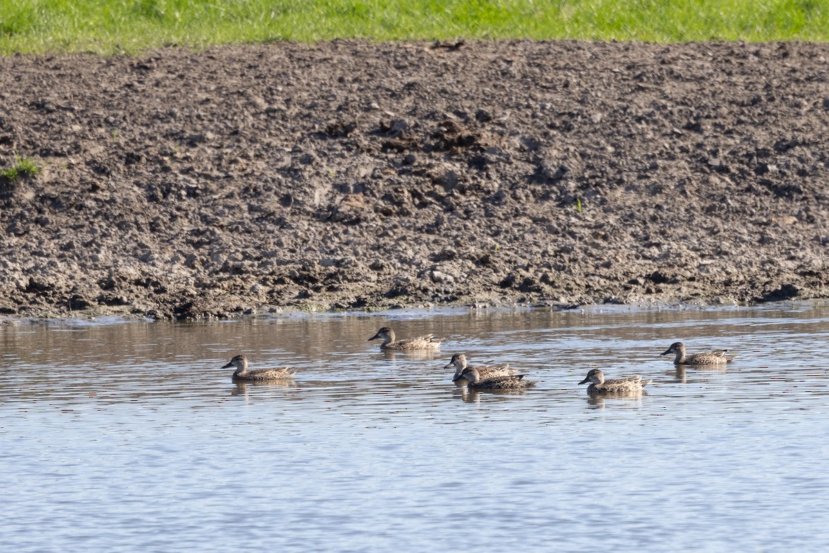 Blue-winged Teal - ML646922118