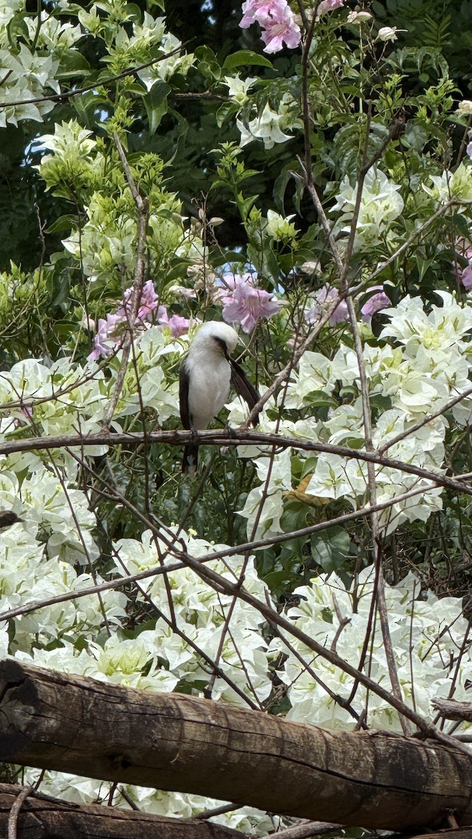 Masked Water-Tyrant - ML646922119