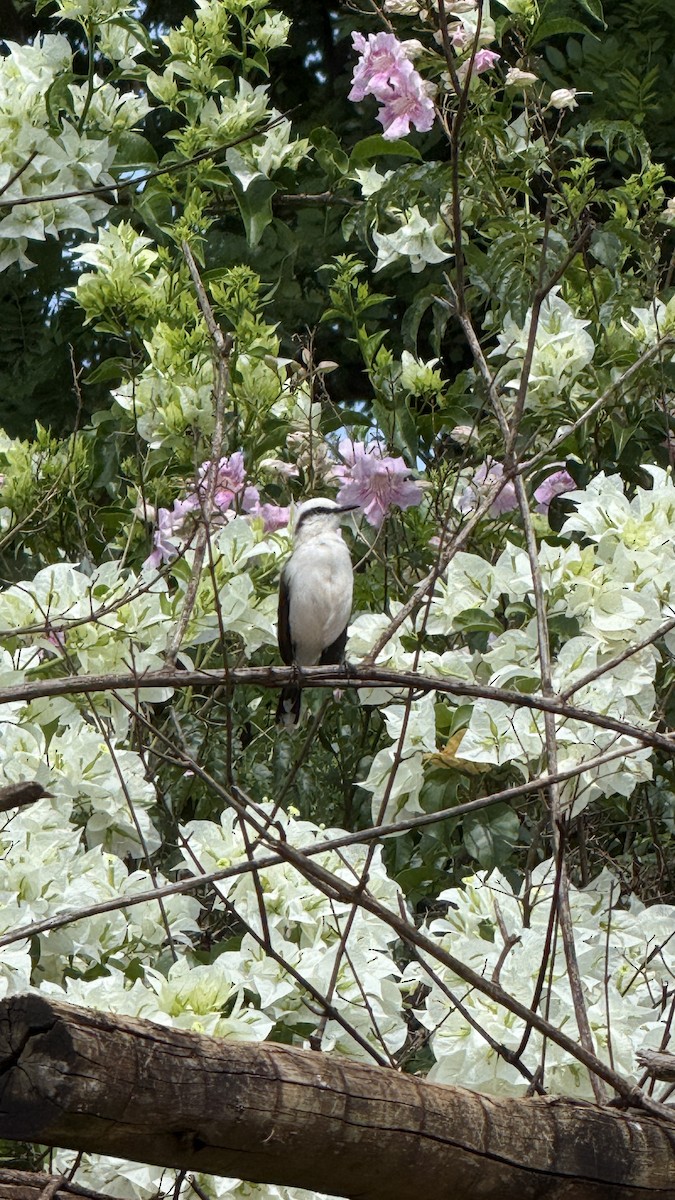 Masked Water-Tyrant - ML646922120