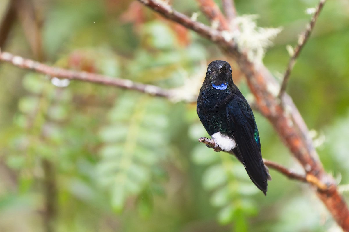 Черногрудый эрион - ML646922125