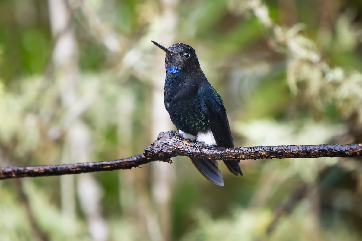 Черногрудый эрион - ML646922126