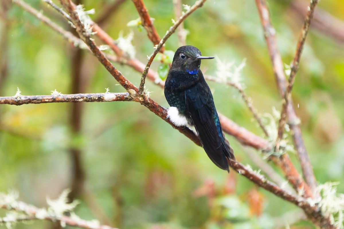 Черногрудый эрион - ML646922127