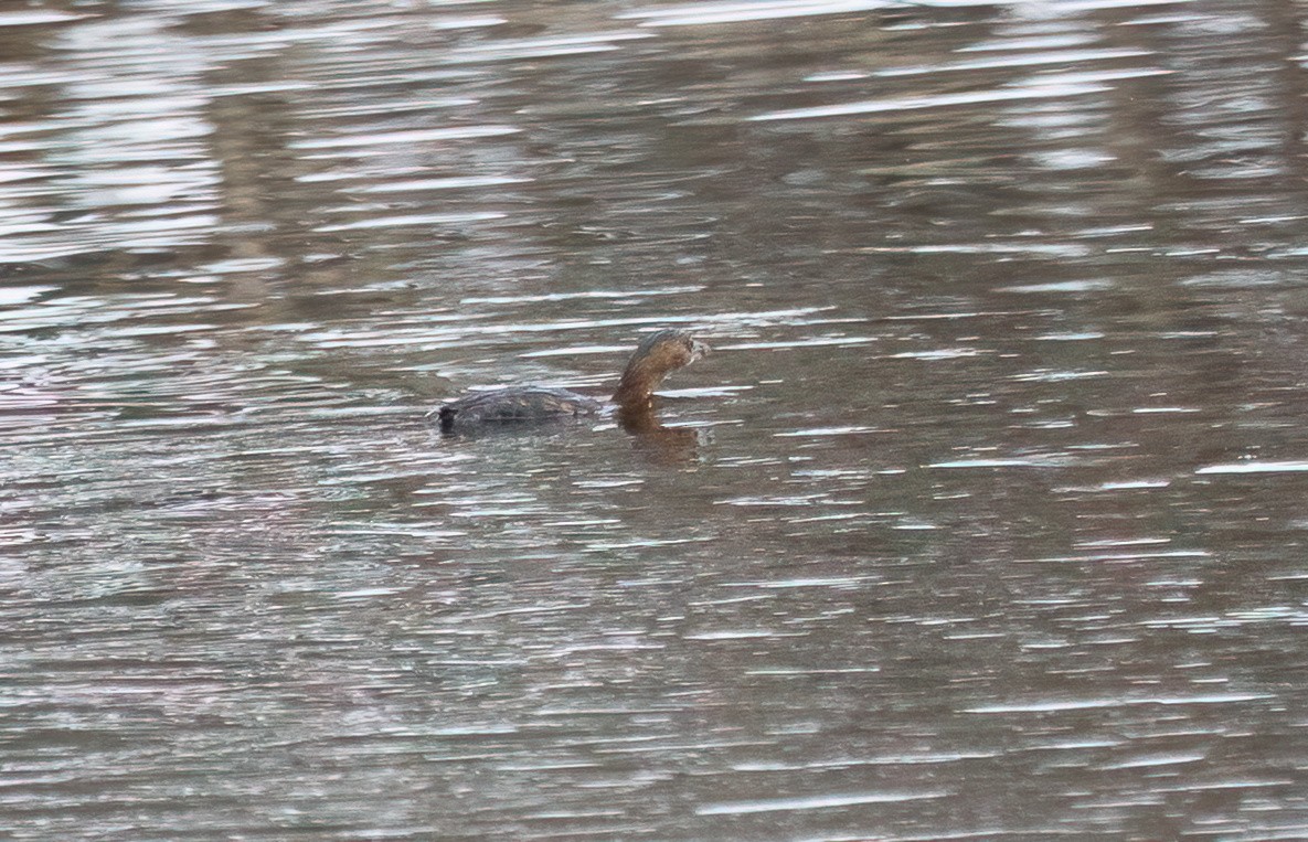 Txilinporta mokolodia - ML646922129