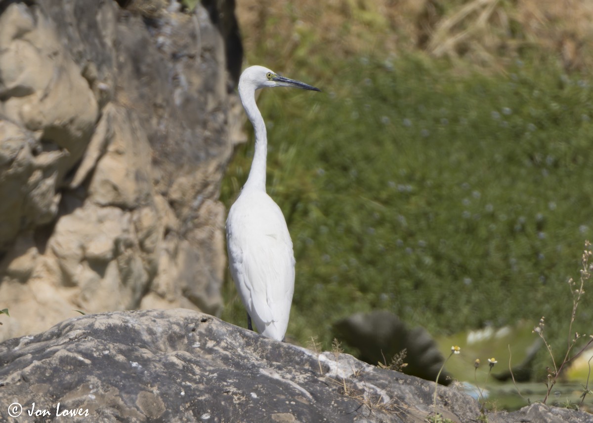 Koartzatxo txikia (garzetta) - ML646922134