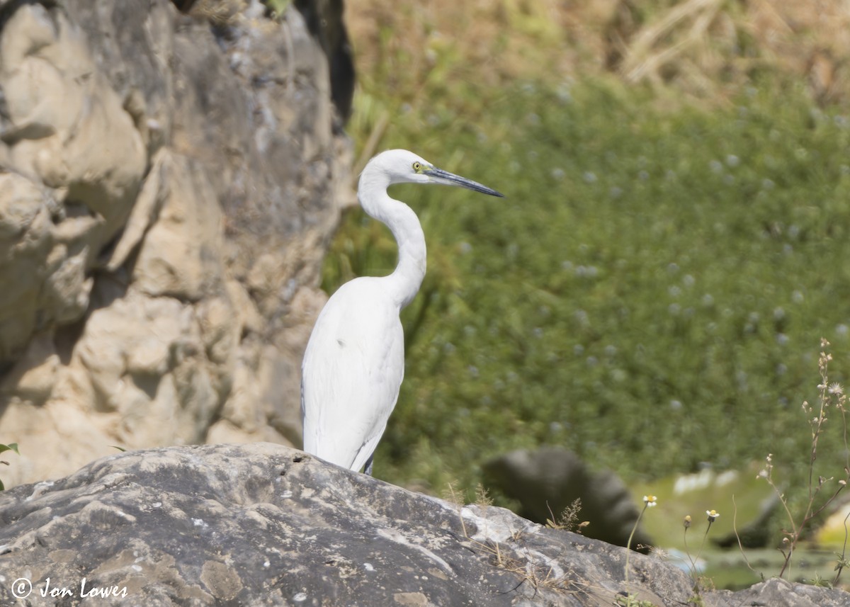 Koartzatxo txikia (garzetta) - ML646922135