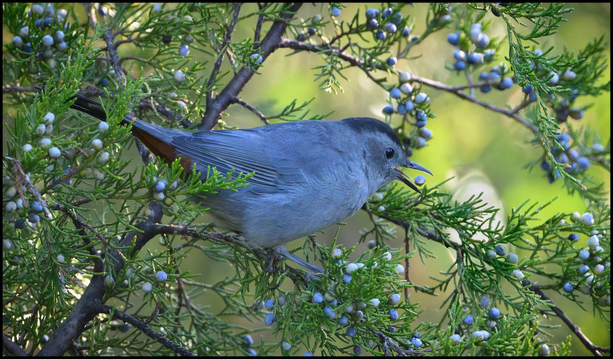 Пересмішник сірий - ML646922136