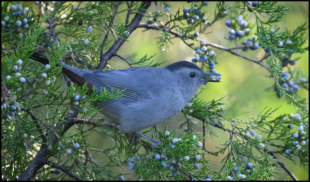 Пересмішник сірий - ML646922137