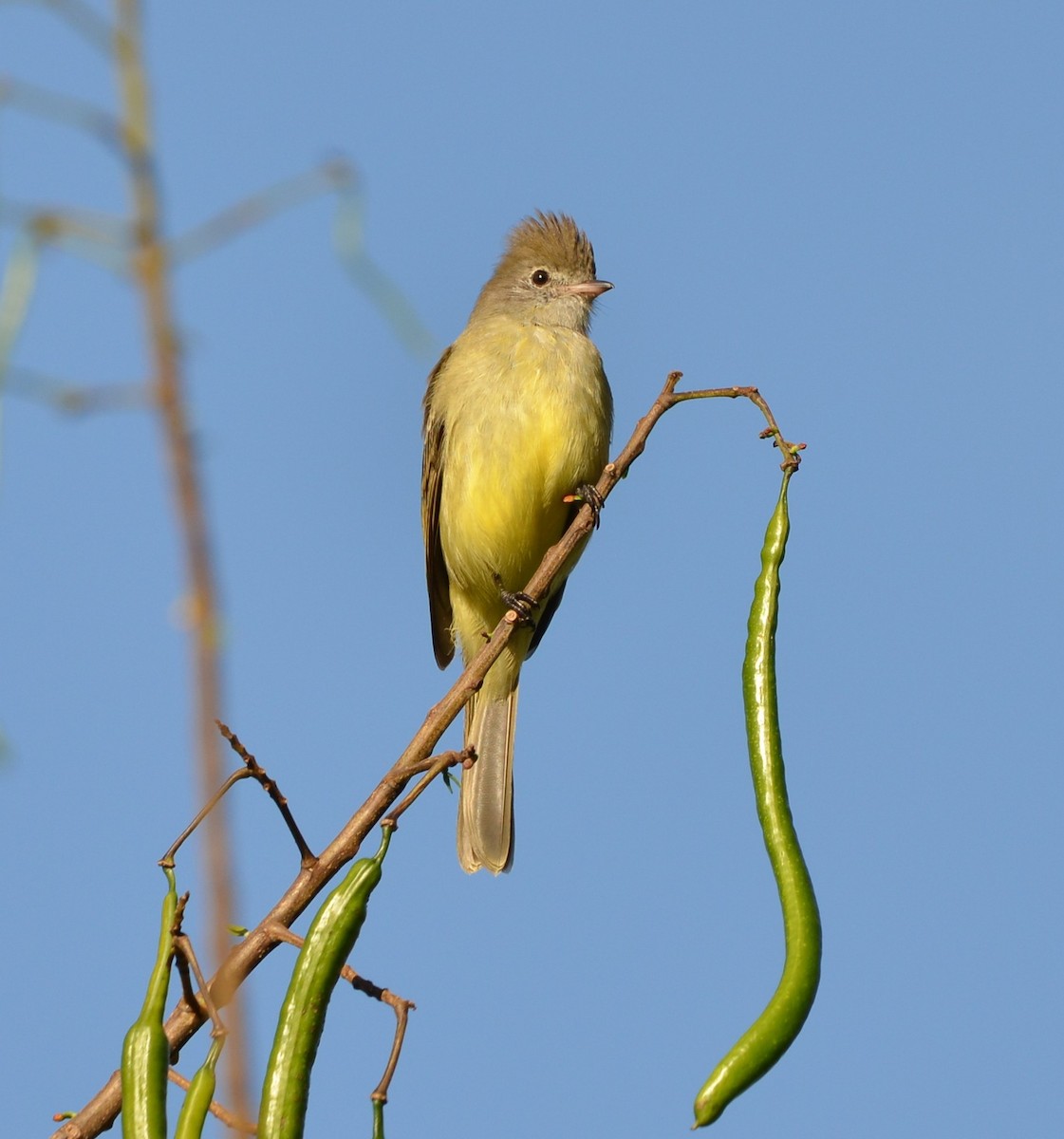 Yellow-bellied Elaenia - ML646922142