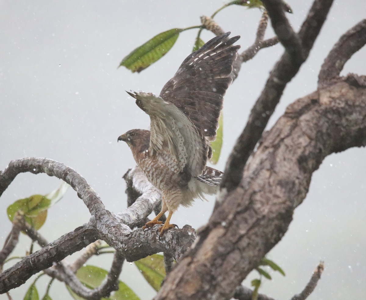 Broad-winged Hawk - ML646922143