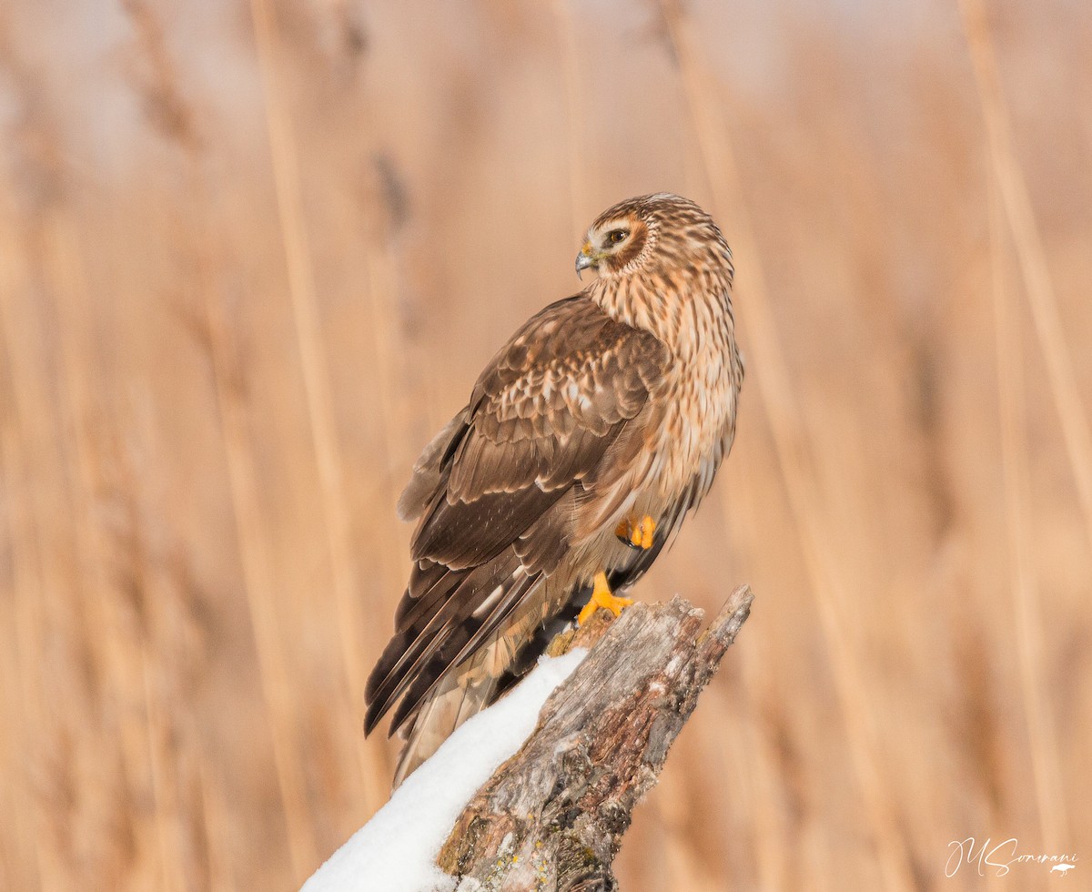 Hen Harrier - ML646922145