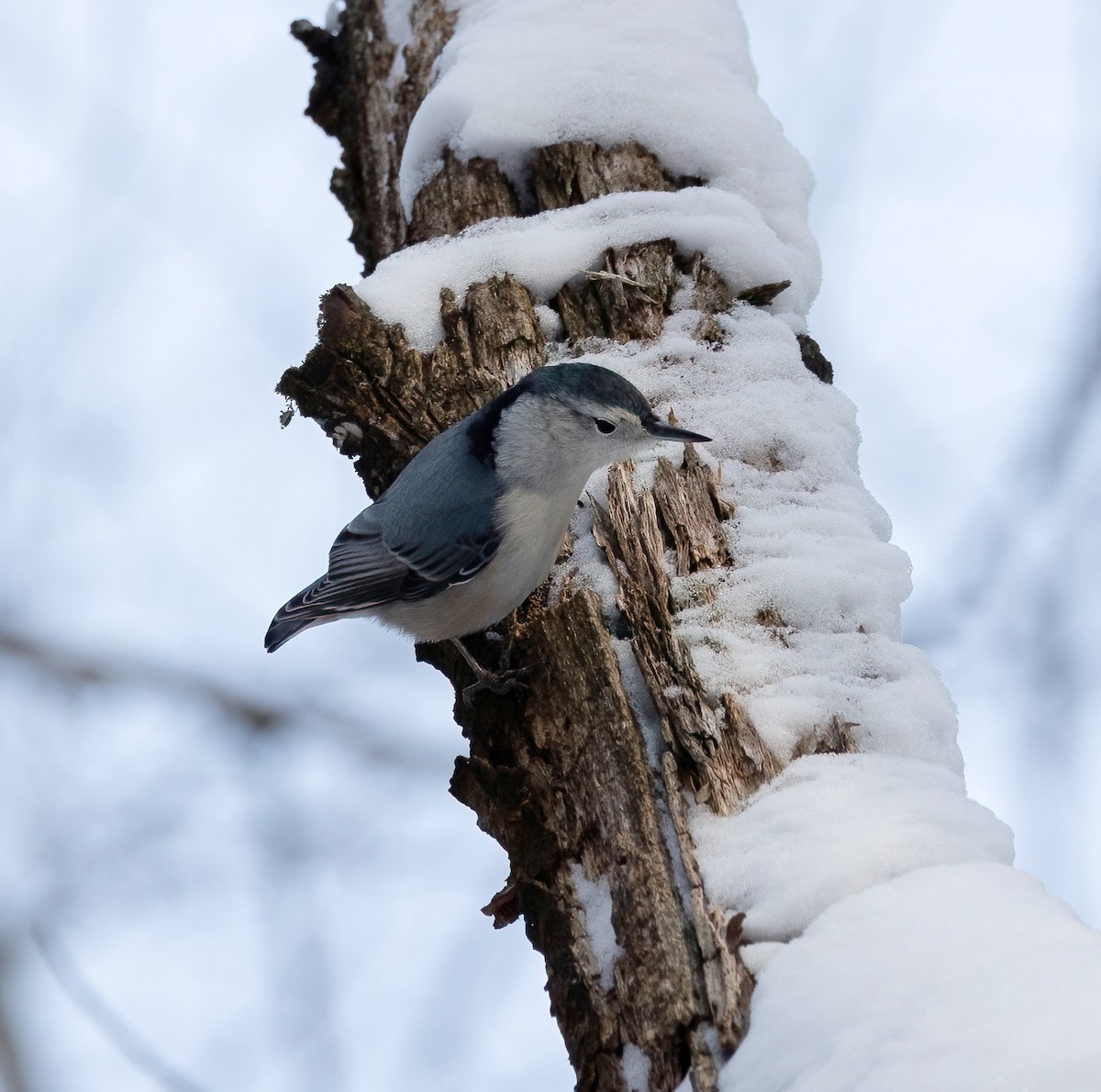 White-breasted Nuthatch - ML646922146