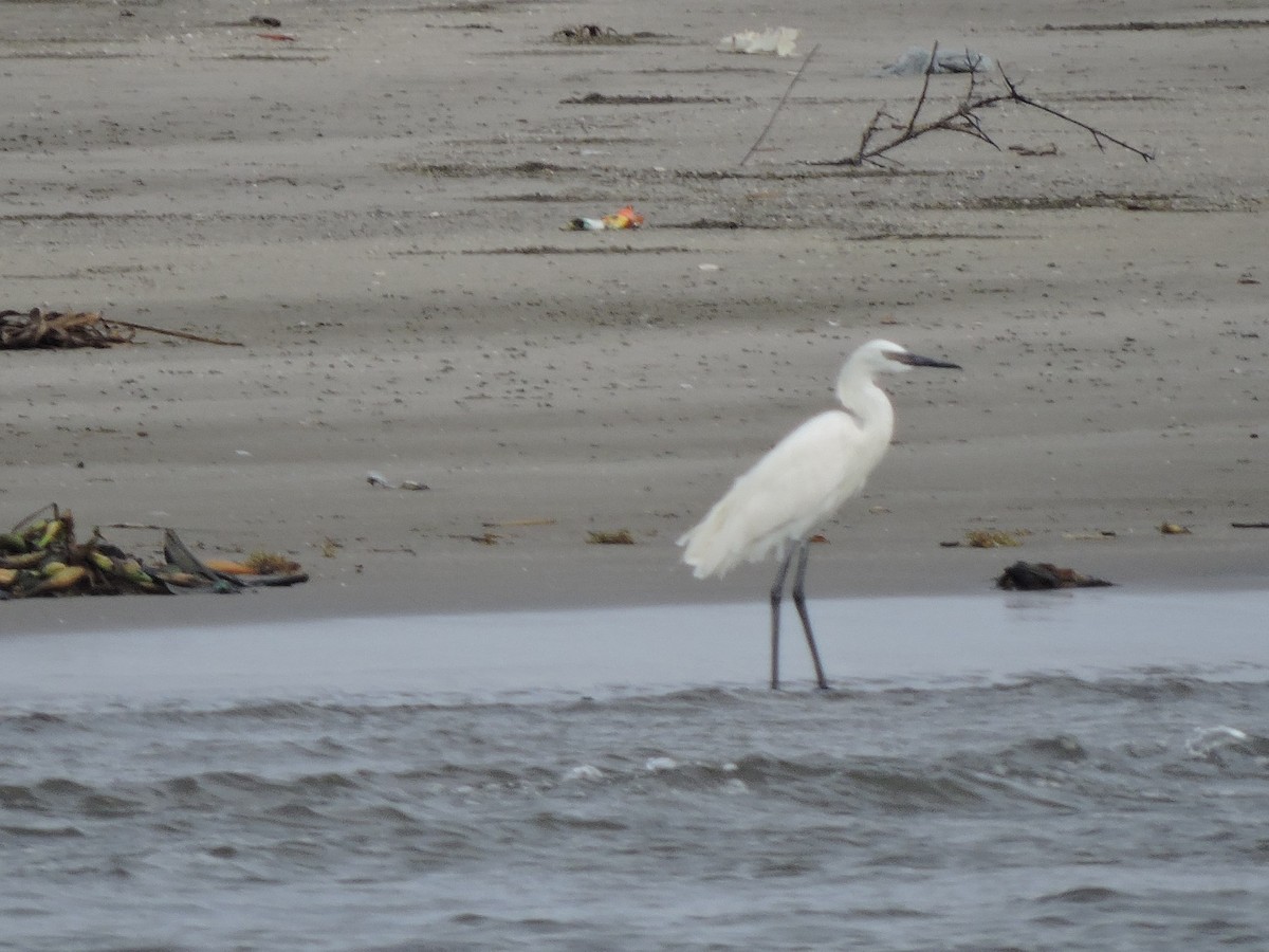 Kızılca Balıkçıl - ML646922147