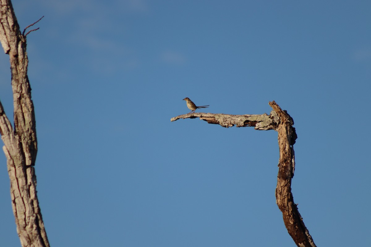 Kahverengi Prinya - ML646922149