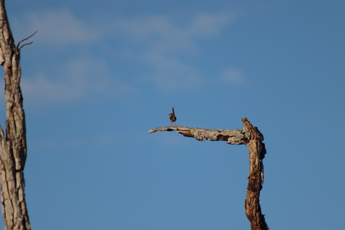 Kahverengi Prinya - ML646922154