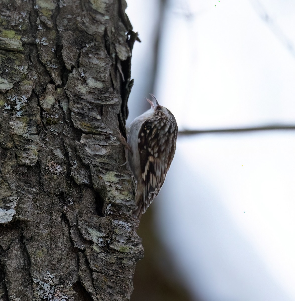 Gerri-txori amerikarra - ML646922156