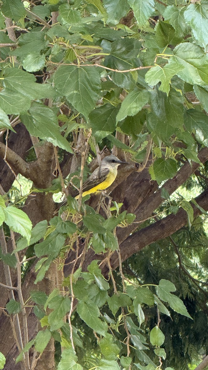 White-throated Kingbird - ML646922158