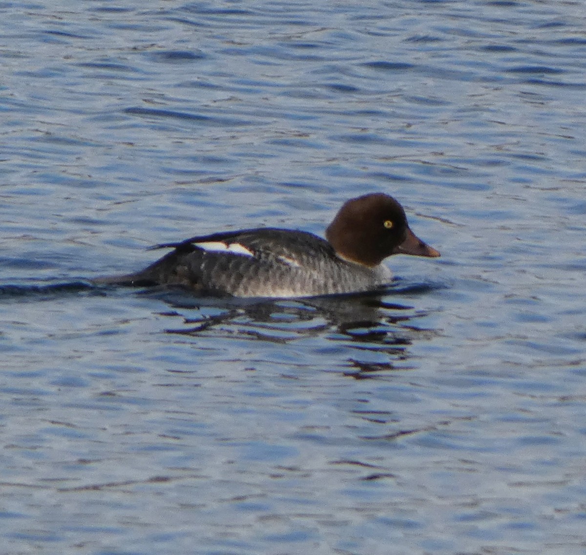 Алаг шунгаач - ML646922163