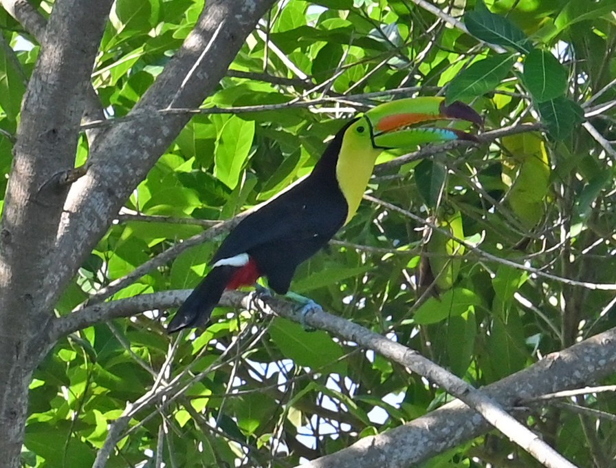 Keel-billed Toucan - ML646922164