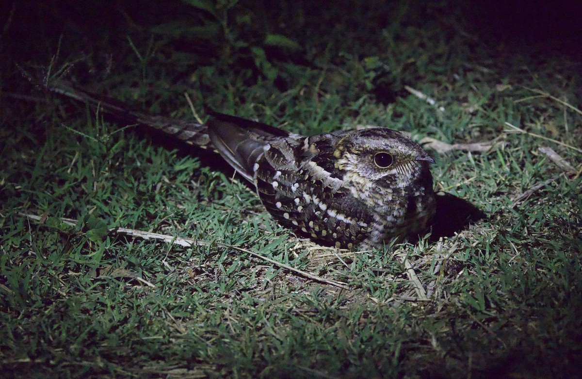 Engoulevent à queue en ciseaux - ML646922166