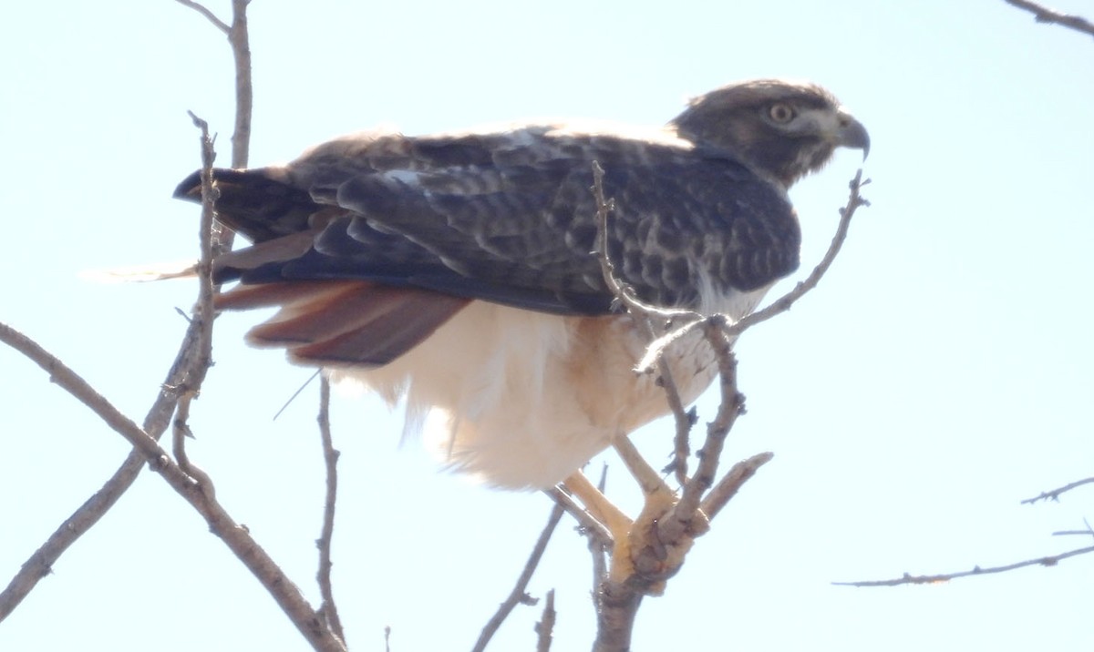 Red-tailed Hawk - ML646922167