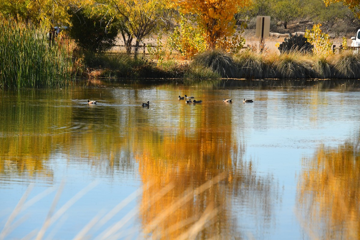 American Wigeon - ML646922169