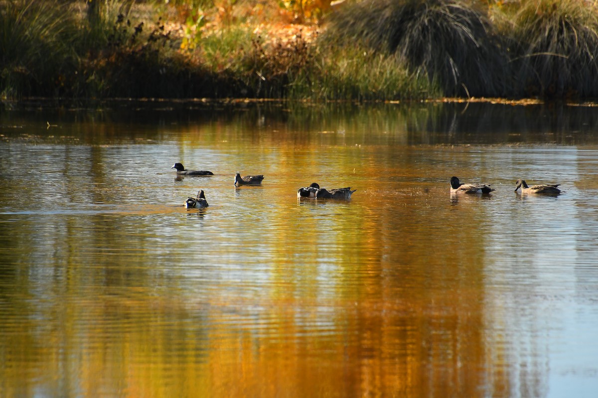American Wigeon - ML646922170