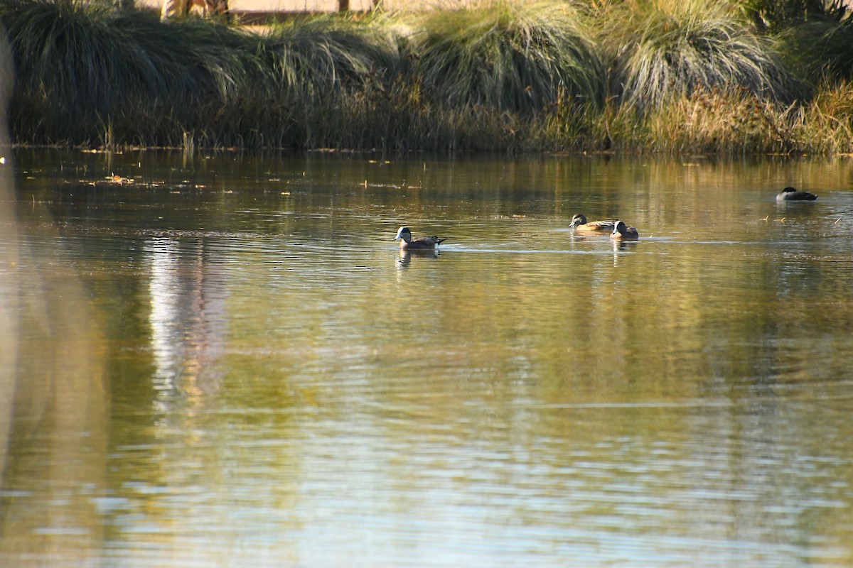 American Wigeon - ML646922171