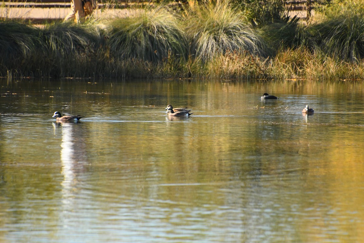 American Wigeon - ML646922172