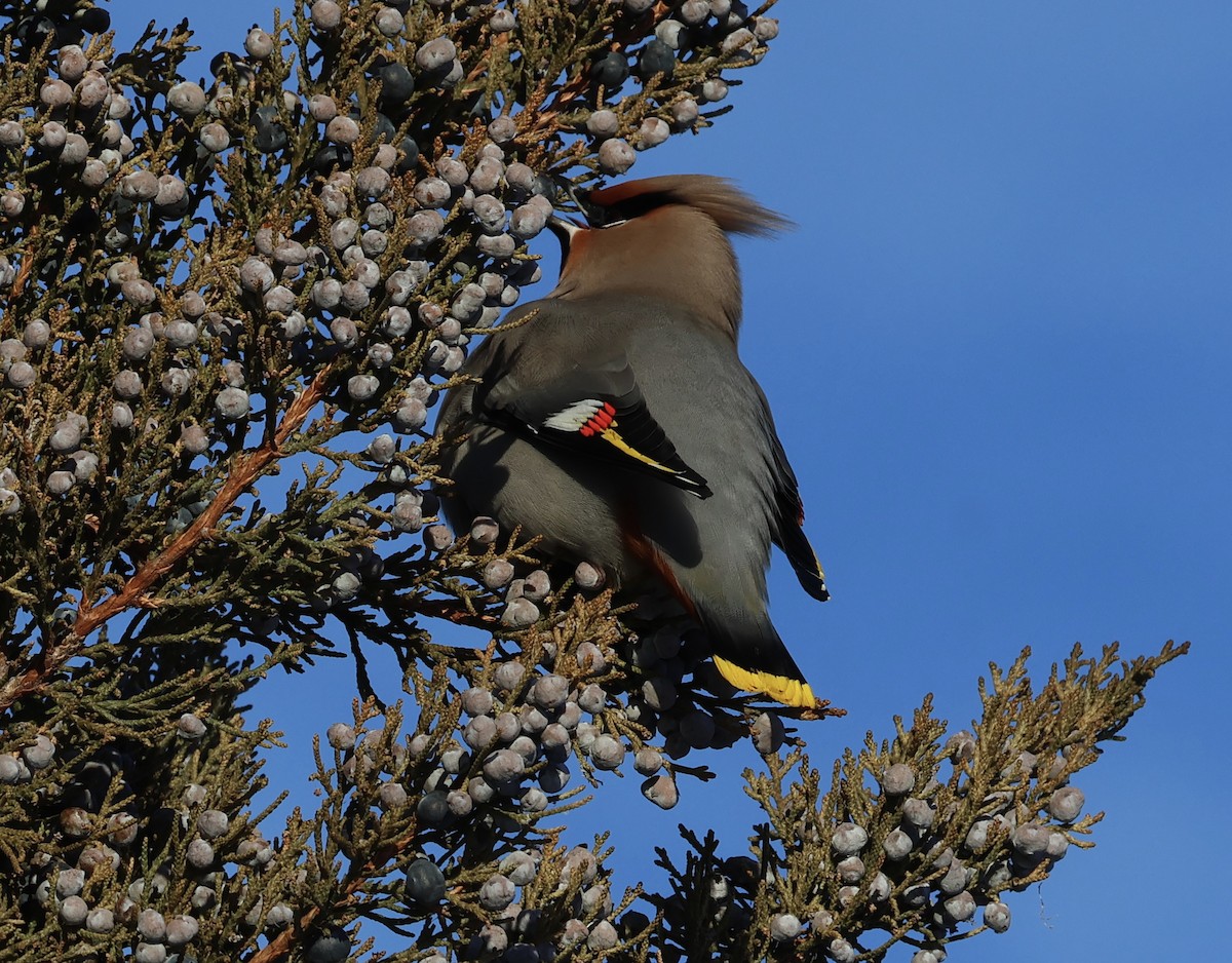 Ampelis Europeo - ML646922174