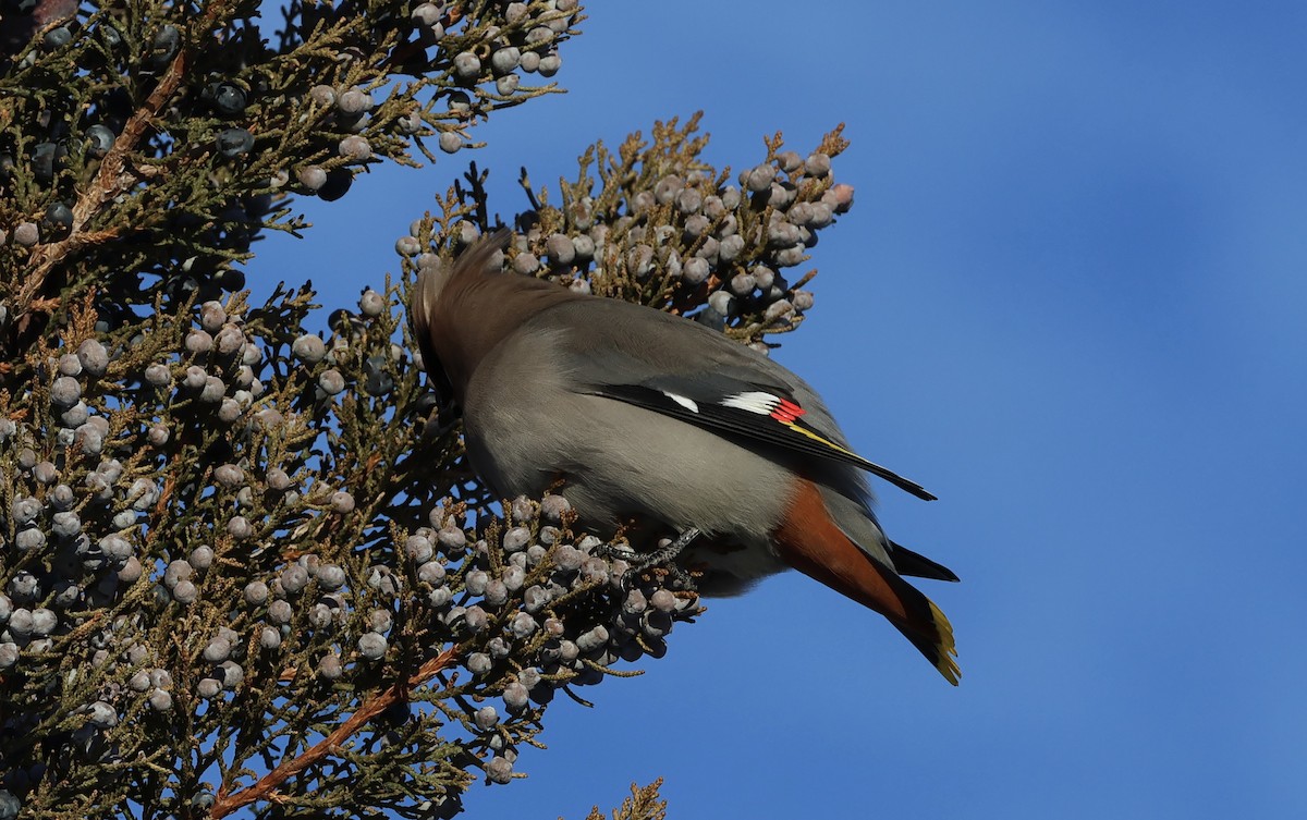 Ampelis Europeo - ML646922175