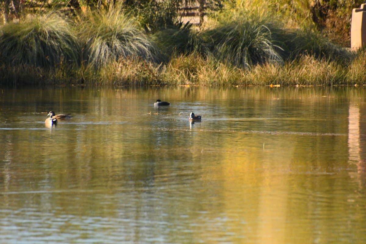 American Wigeon - ML646922177
