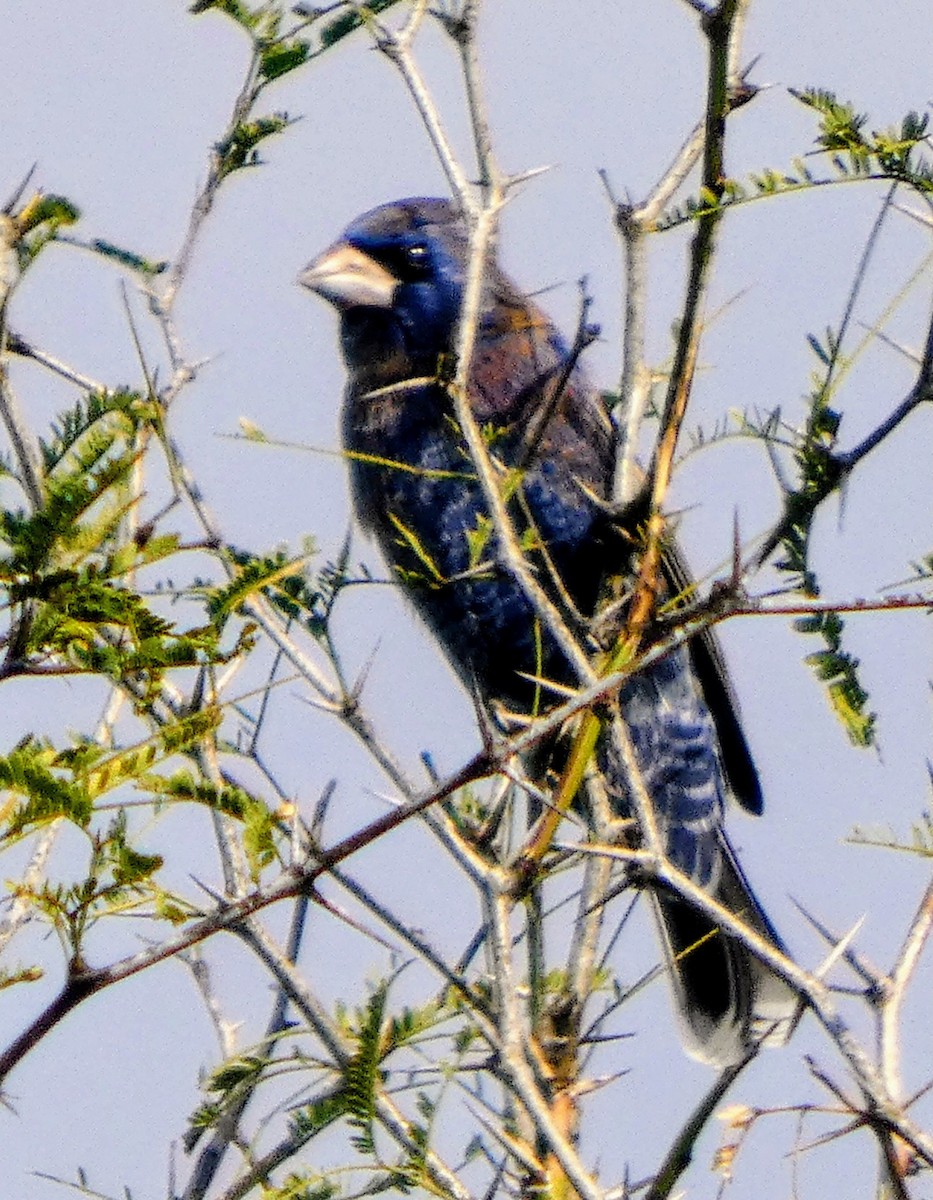 Mavi Çinte - ML646922179