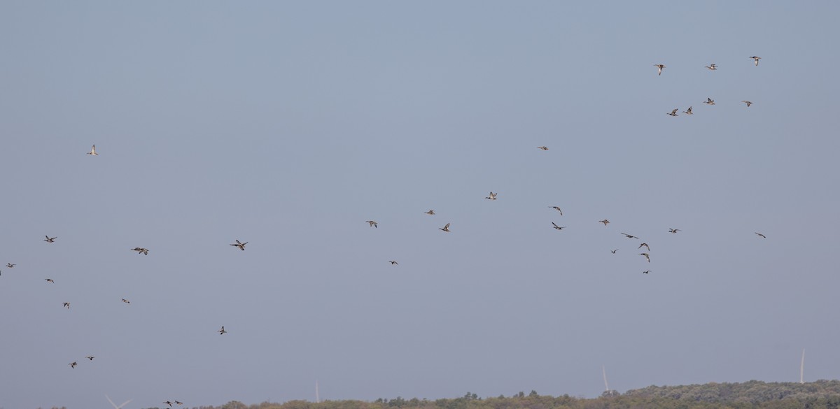 Gadwall - ML646922196