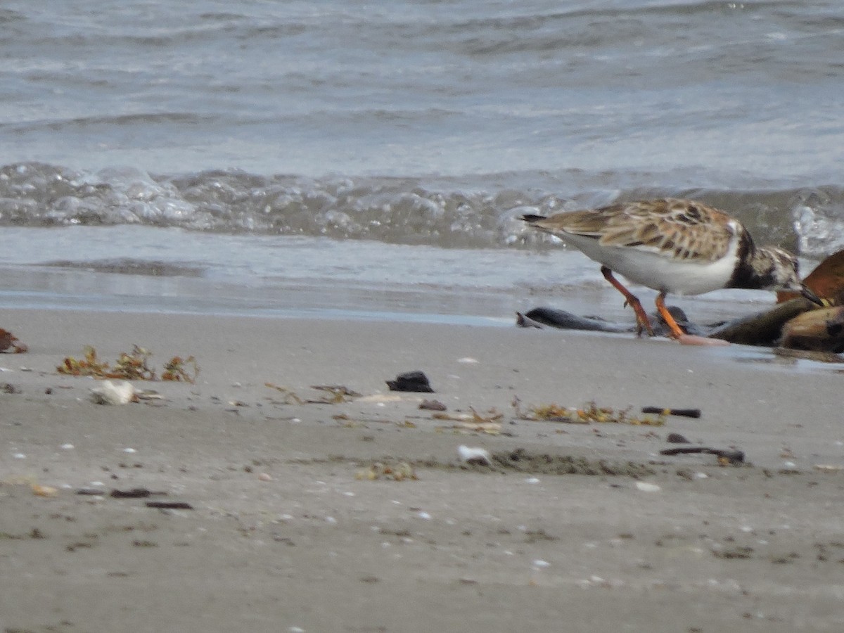 Taşçeviren - ML646922198