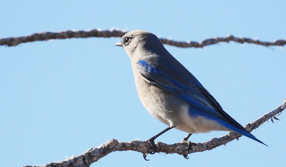 Mountain Bluebird - ML646922204