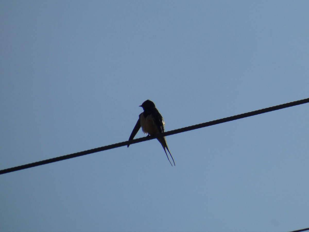 Ластівка сільська - ML646922210