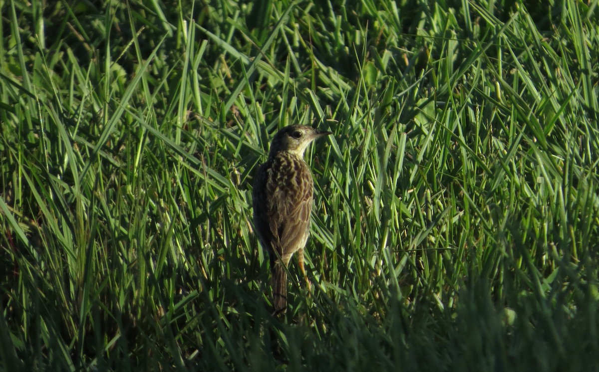 Yellowish Pipit - ML646922216