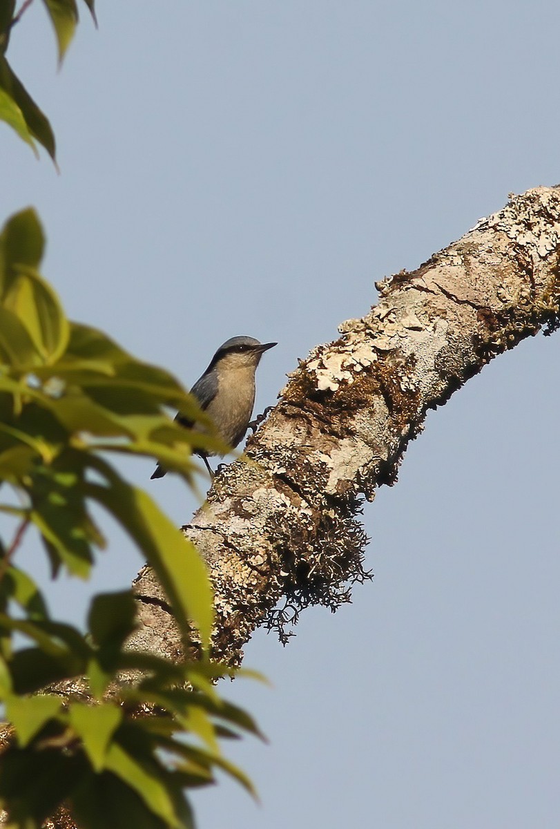 Chestnut-vented Nuthatch - ML646922217