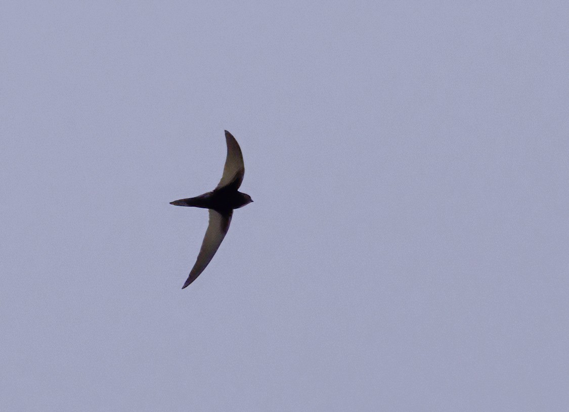 ミナミクロアマツバメ（barbatus グループ） - ML646922218