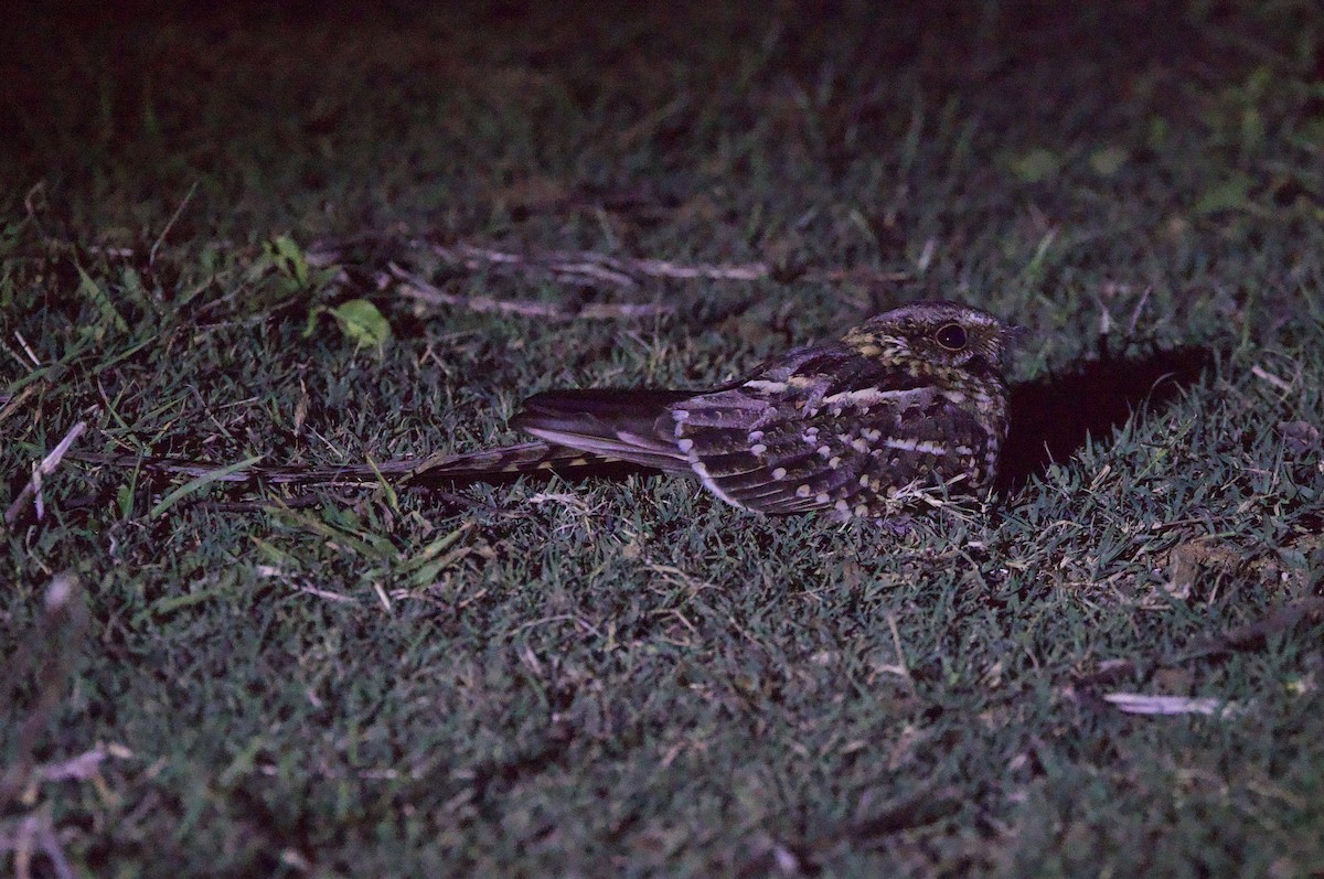 Engoulevent à queue en ciseaux - ML646922220