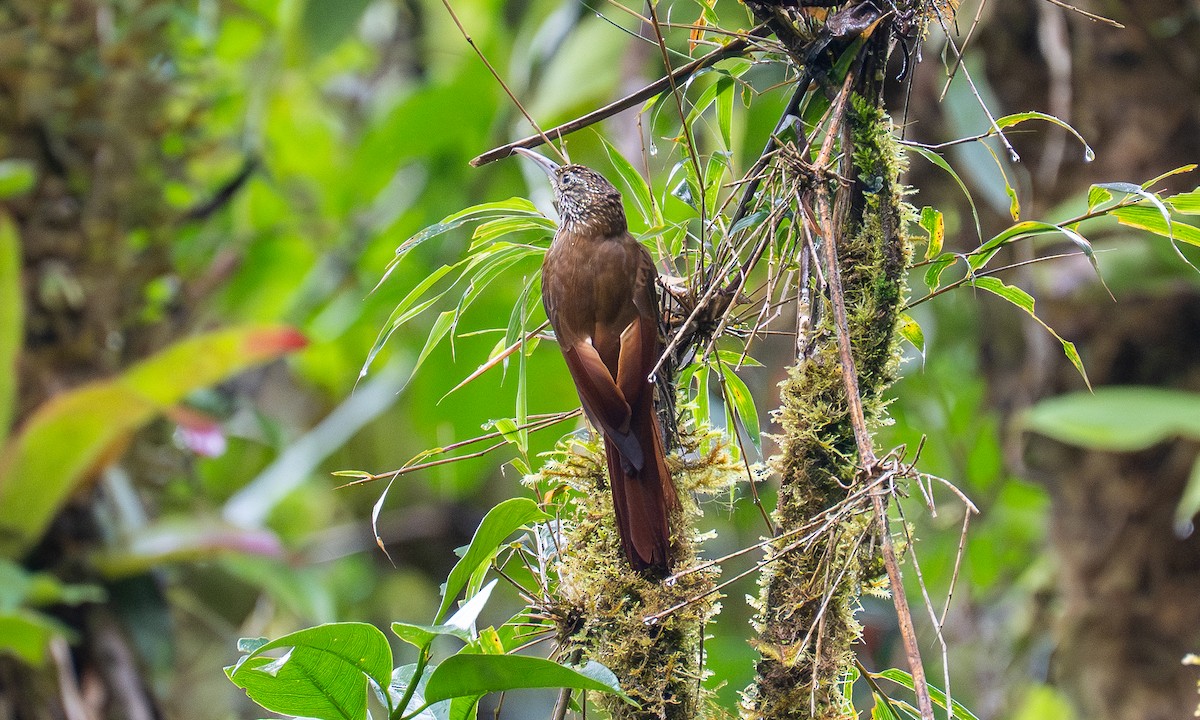 Montane Woodcreeper - ML646922227
