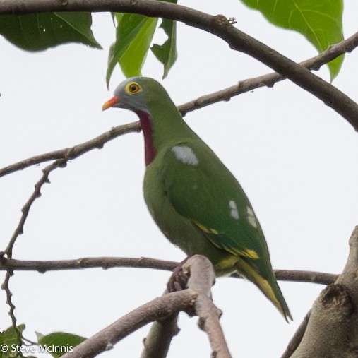 Ptilope turvert - ML646922230